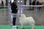 CACS Mâle Angers 2016
